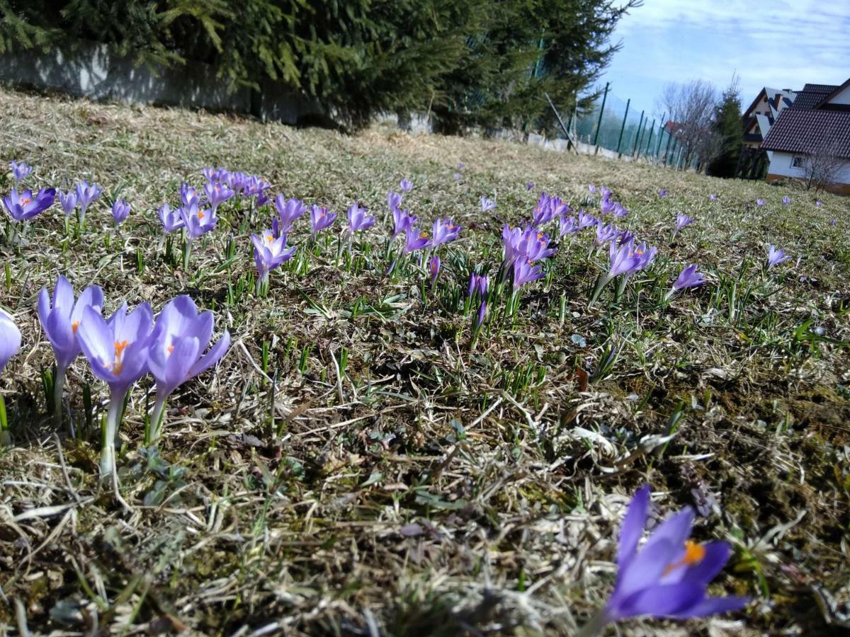 Czarna Jagoda Czarna Góra Zewnętrze zdjęcie